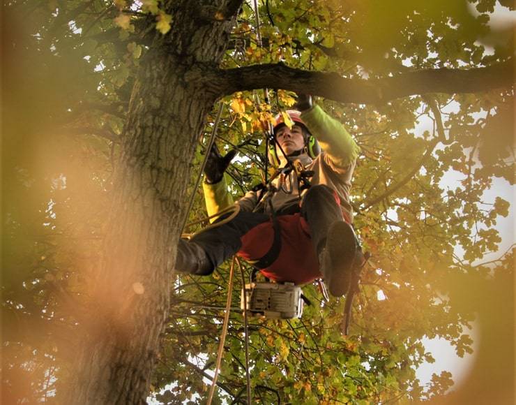 Photo Arbre en vue en action - Entreprise à Virelade