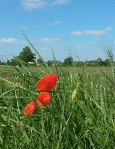 Photo Paysage Commune de Virelade