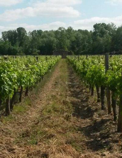 Photo Vignes, Commune de Virelade, Gironde, Nouvelle Aquitaine