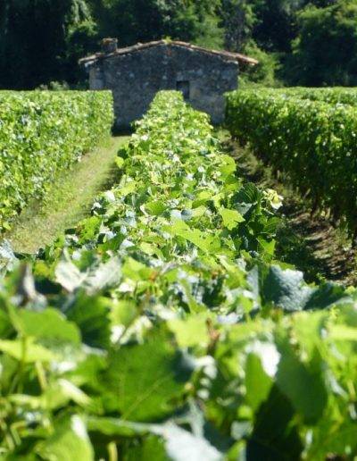 Photo Maison des vignes, Virelade, Gironde, Nouvelle Aquitaine