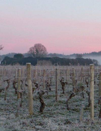 Photo de vignes, Virelade, Gironde, Nouvelle Aquitaine