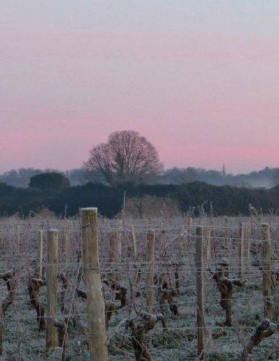 Photo de vignes, Virelade, Gironde, Nouvelle Aquitaine