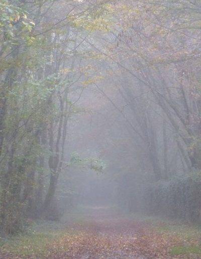 Photo Forêt de Virelade, Gironde, Nouvelle Aquitaine